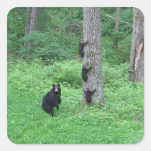 Adesivo Quadrado Urso & três Cubs