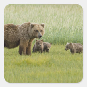 Adesivo Quadrado Ursoaia Urso Marrom do Alasca e três filhotes, Urs