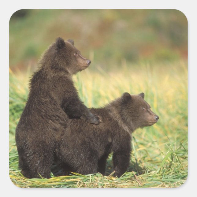 Adesivo Quadrado Ursus arctos, urso-pardo, Ursus 2 (Frente)