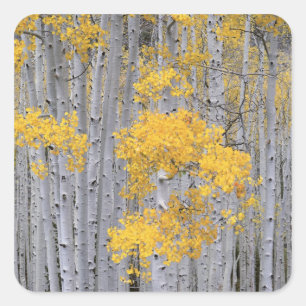 Adesivo Quadrado UTAH. EUA. Arvoredo de Aspen (Populus tremuloides)
