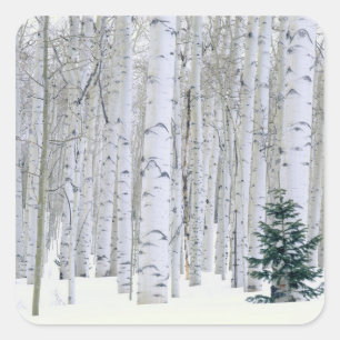 Adesivo Quadrado UTAH. EUA. Aspen (Populus tremuloides) & Douglas
