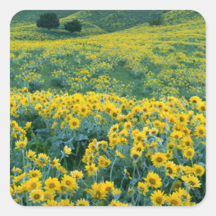 Adesivo Quadrado UTAH. EUA. Balsamoriza-sagitada Balsamorhiza