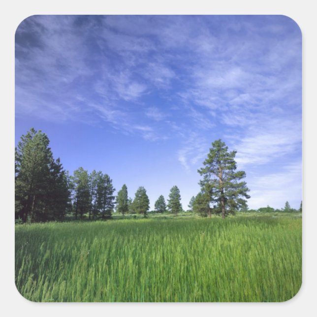 Adesivo Quadrado UTAH. EUA. Ponderosa pinheiro Pinus ponderosa) & (Frente)