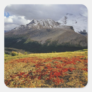 Adesivo Quadrado Uva-ursina no início do outono Pico Athabasca no