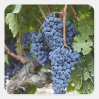 Uvas de vinho tinto na vinha