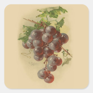 Adesivo Quadrado Uvas do vintage