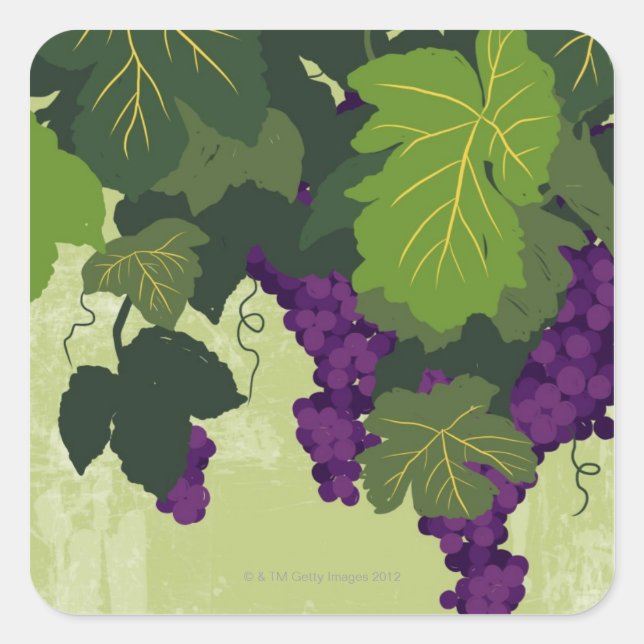 Adesivo Quadrado Uvas na Vinha (Frente)