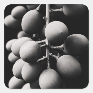 Adesivo Quadrado uvas para um dia azedo
