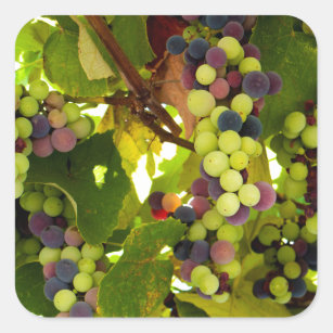 Adesivo Quadrado Uvas verdes e roxas que crescem na vinha