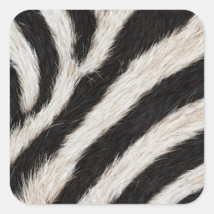 Adesivo Quadrado Vá Selvagem Listra de Zebra Preto Branco Olhar de