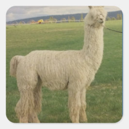 Adesivo Quadrado Va Va Voom Alpaca Sticker