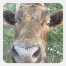 Adesivo Quadrado Vaca Adorável Sendo Vinheta Nosey
