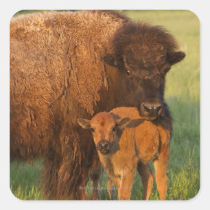Adesivo Quadrado Vaca do bisonte americano e vitela, North Dakota