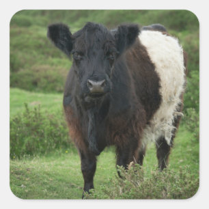 Adesivo Quadrado Vaca Galloway Belga