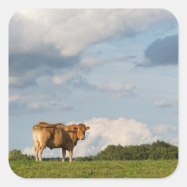 Adesivo Quadrado vaca loira d'Aquitaine na região de Dordogne, Fran