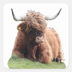 Adesivo Quadrado Vaca "Moo" das Terras Altas Escocesas