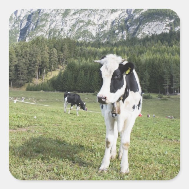 Adesivo Quadrado Vaca Num Prado, Fie Allo Sciliar, Alto Adige, (Frente)