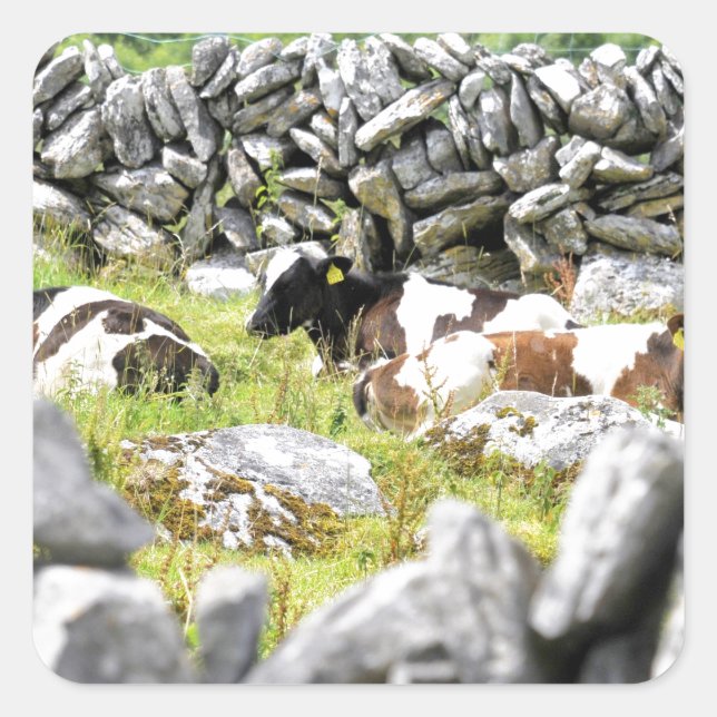 Adesivo Quadrado Vacas de Moo (Frente)