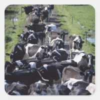 Vacas Leiteiras Fresianas, Aguardando Milhas, Co L