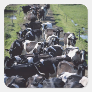 Adesivo Quadrado Vacas Leiteiras Fresianas, Aguardando Milhas, Co L