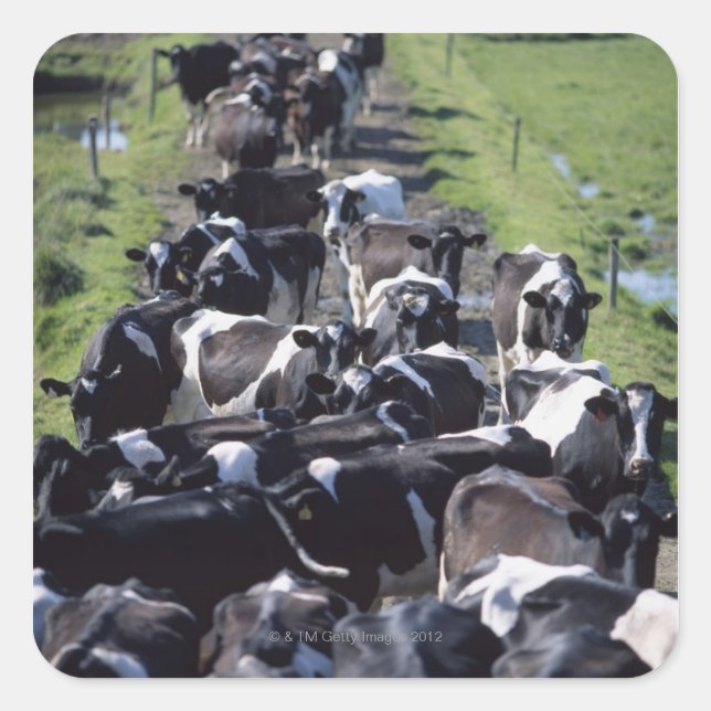 Adesivo Quadrado Vacas Leiteiras Fresianas, Aguardando Milhas, Co L (Frente)