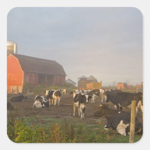 Adesivo Quadrado vacas leiteiras Holstein do lado de fora de um cel
