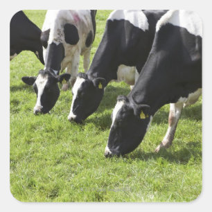 Adesivo Quadrado Vacas leiteiras que pastam em pastagens