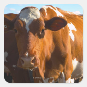 Adesivo Quadrado Vacas na fazenda