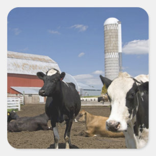 Adesivo Quadrado Vacas na frente de um celeiro vermelho e silo em u