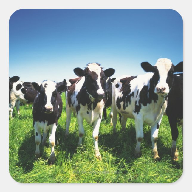 Adesivo Quadrado Vacas no campo, cidade de Betsukai, Hokkaido (Frente)