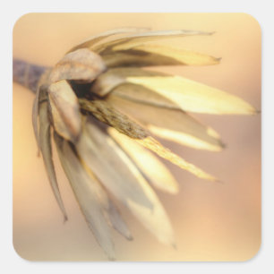 Adesivo Quadrado Vagem vazio da semente do álamo de tulipa