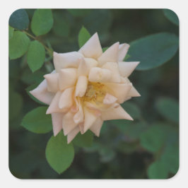 Adesivo Quadrado Vanilla Rosa