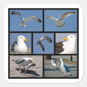 Adesivo Quadrado Várias fotos de gaivotas