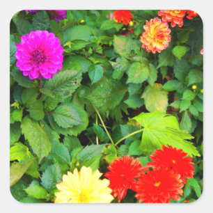 Adesivo Quadrado Vários Dahlias nº 1-1 Stickers
