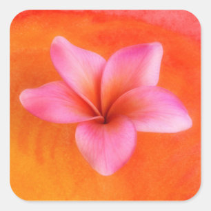 Adesivo Quadrado Vazio personalizado flor de Havaí do Frangipani d