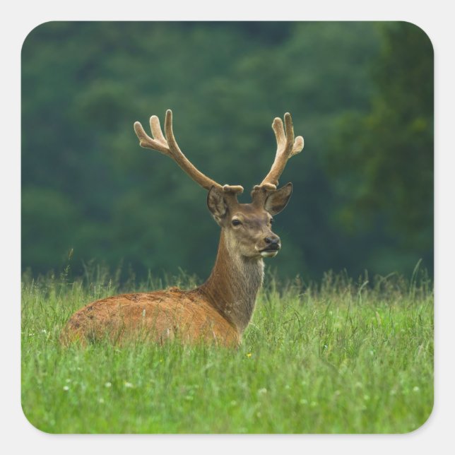 Adesivo Quadrado Veado de Barasingha (Frente)