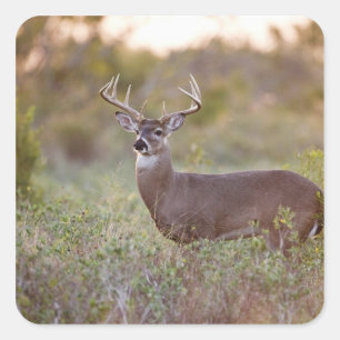 Adesivo Quadrado veado-de-cauda-branca (Odocoileus virginianus) mac