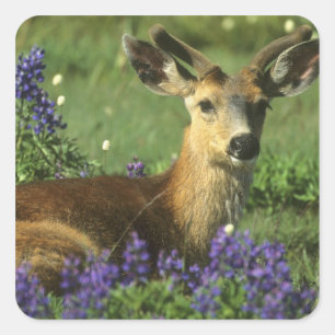 Adesivo Quadrado Veado-de-cauda-preta, Odocoileus hemionus