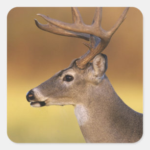 Adesivo Quadrado Veado-mateiro, Odocoileus virginianus,
