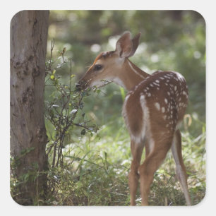 Adesivo Quadrado Veado-mateiro, Odocoileus virginianus