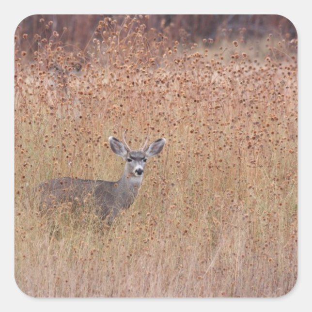 Adesivo Quadrado Veado no prado (Frente)