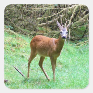 Adesivo Quadrado Veado Vermelho Macho Selvagem – Animal Florestal E