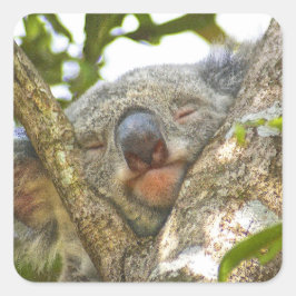 Adesivo Quadrado Vedação do véu Koala