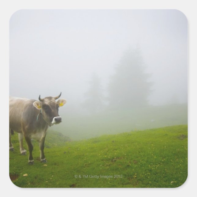 Adesivo Quadrado veneto itália (Frente)