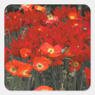 Adesivo Quadrado Vermelho Como Suas Tulipas