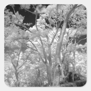 Adesivo Quadrado Vermelho infravermelho de árvores edifícios e tr