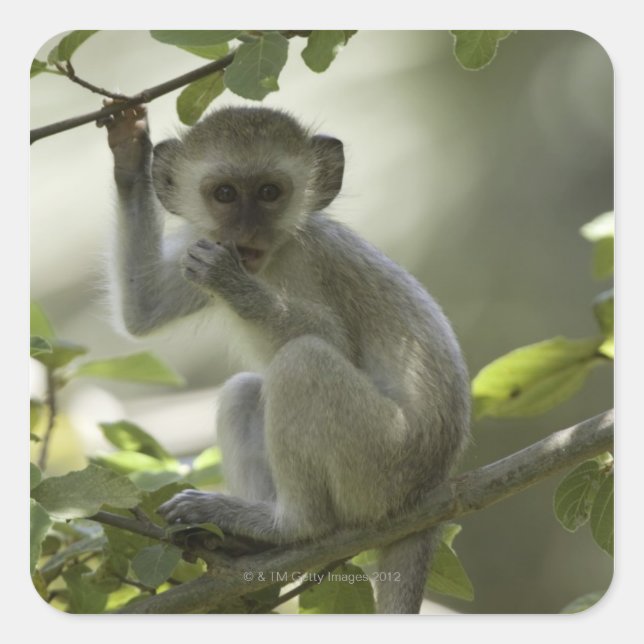 Adesivo Quadrado Vervet Monkey, Zimbabué (Frente)