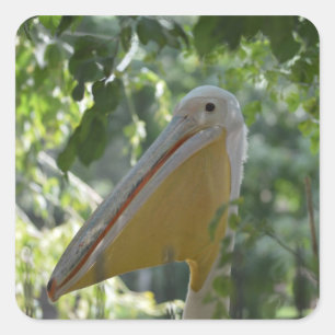 Adesivo Quadrado Vestido com pelicano engraçado