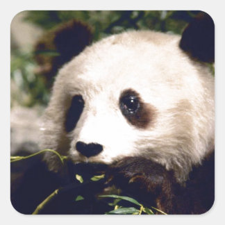 Adesivo Quadrado Vestido Selvagem Branca, Carinho de Panda