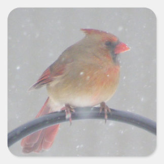 ADESIVO QUADRADO VESTIDOS COM CARDINHA